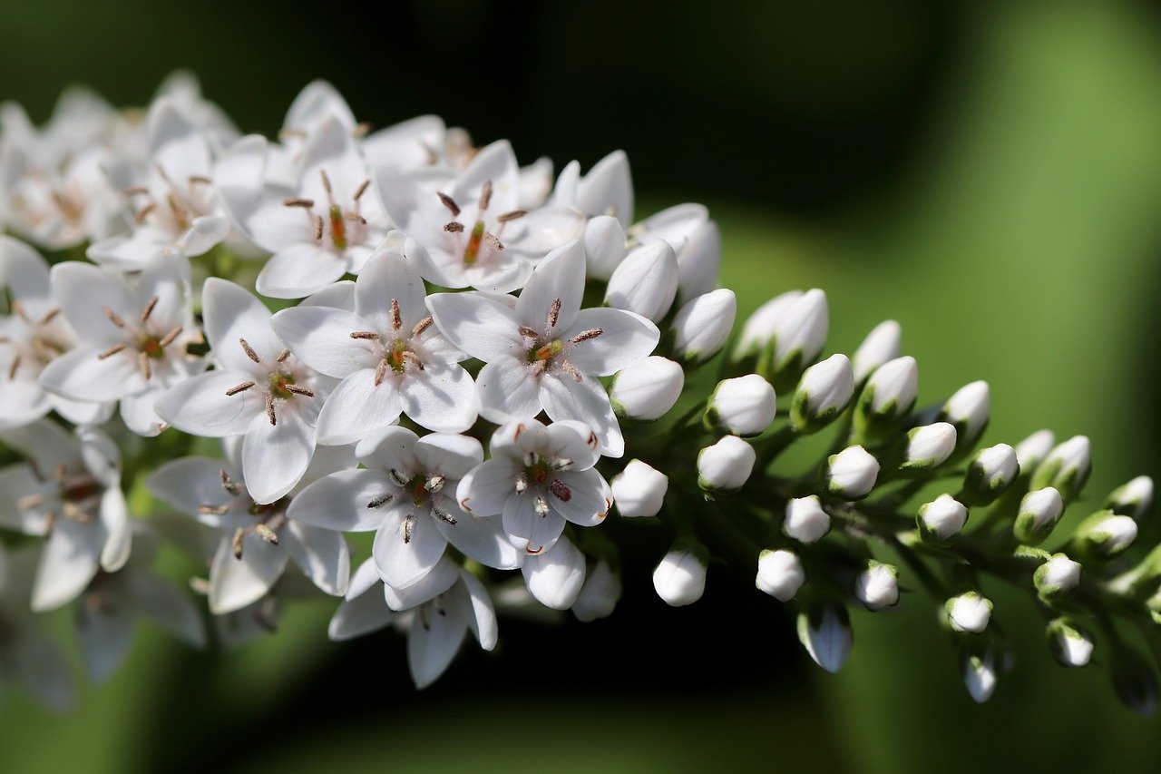 snow-felberich, loosestrife, lysimachia clethroides